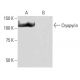 western blotting image from recommended Cryopyrin/NALP3/NLRP3 (6F12) monoclonal antibody replacement. Image 64900
