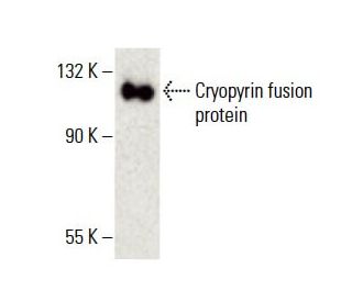 Cryopyrin/NALP3/NLRP3 Antibody (F-11) - Western Blotting - Image 396361