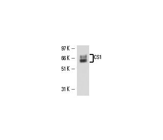 CS1 Antibody (24.1) - Western Blotting - Image 15720