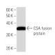CSA Antibody (235C3a) - Western Blotting - Image 16607