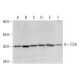 CSA Antibody (D-2) - Western Blotting - Image 303598 
