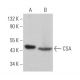 CSA Antibody (D-2) - Western Blotting - Image 365219