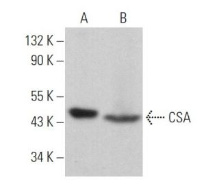 CSA Antibody (D-2) - Western Blotting - Image 365219