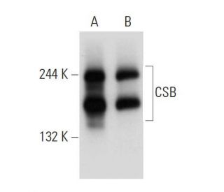 western blotting image from recommended CSB (D-7) monoclonal antibody replacement. Image 68215