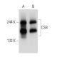 western blotting image from recommended CSB (D-7) monoclonal antibody replacement. Image 68215