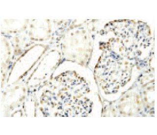 CSDA Antibody (A-2L) - Immunohistochemistry - Image 53918