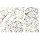 CSDA Antibody (A-2L) - Immunohistochemistry - Image 53918