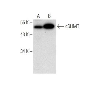 cSHMT Antibody (A-2) - Western Blotting - Image 299030 