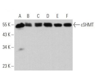 cSHMT Antibody (F-9) - Western Blotting - Image 360750 