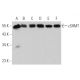 cSHMT Antibody (F-9) - Western Blotting - Image 360750 