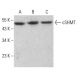cSHMT Antibody (F-9) - Western Blotting - Image 382364 
