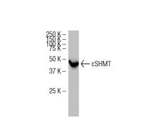 cSHMT Antibody (S-W6) - Western Blotting - Image 34221 