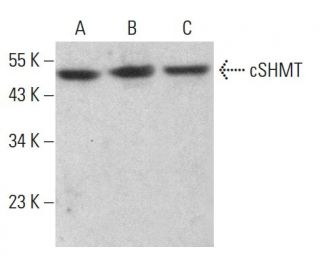 cSHMT Antibody (F-9) - Western Blotting - Image 382364