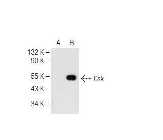 Csk Antibody (B-7) - Western Blotting - Image 83943 