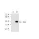 Csk Antibody (B-7) - Western Blotting - Image 83943 