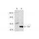 Csk Antibody (B-7) - Western Blotting - Image 130771