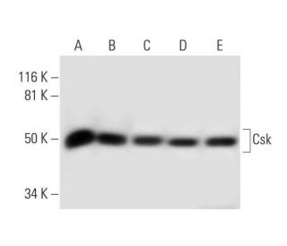 western blotting image from recommended Csk (E-3) monoclonal antibody replacement. Image 296247