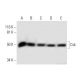 western blotting image from recommended Csk (E-3) monoclonal antibody replacement. Image 296247