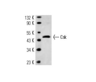Csk Antibody (CSK-04) - Western Blotting - Image 12835 