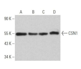 CSN1 Antibody (D-4): sc-365617