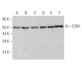 CSN1 Antibody (D-4) - Western Blotting - Image 369804 