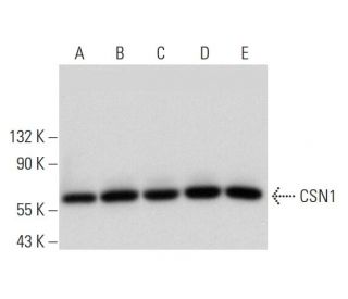 CSN1 Antibody (E-4) - Western Blotting - Image 314547 