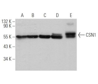 CSN1 Antibody (F-8) - Western Blotting - Image 371240 
