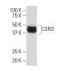 CSN3 Antibody (RR12) - Western Blotting - Image 34064 
