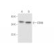 CSN6 Antibody (D-7) - Western Blotting - Image 58572