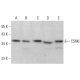 CSN6 Antibody (H-3) - Western Blotting - Image 383947 