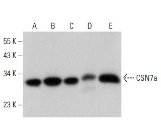CSN7a Antibody (D-6) - Western Blotting - Image 309727 