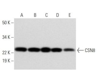 CSN8 Antibody (F-8) - Western Blotting - Image 295957 