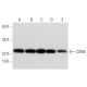 CSN8 Antibody (F-8) - Western Blotting - Image 295957 
