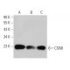 CSN8 Antibody (F-8) - Western Blotting - Image 368958 