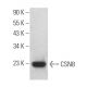 CSN8 Antibody (F-8) - Western Blotting - Image 368965