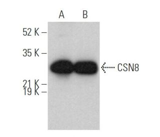 CSN8 Antibody (C-9) - Western Blotting - Image 375885 