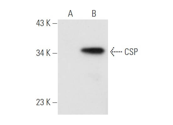 CSP Antibody H 3 SCBT Santa Cruz Biotechnology