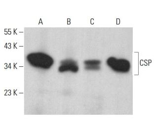 CSP Antibody (H-3) - Western Blotting - Image 383107 