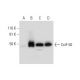 CstF-50 Antibody (A-5) - Western Blotting - Image 294417 