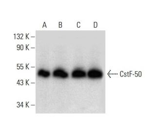 CstF-50 Antibody (A-5) - Western Blotting - Image 299369 