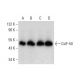 CstF-50 Antibody (A-5) - Western Blotting - Image 299369 