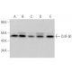 CstF-50 Antibody (A-5) - Western Blotting - Image 371745
