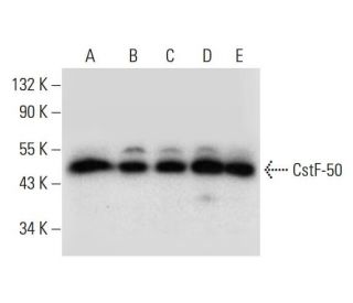 CstF-50 Antibody (G-3) - Western Blotting - Image 299367 