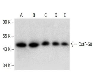CstF-50 Antibody (H-8) - Western Blotting - Image 299368 