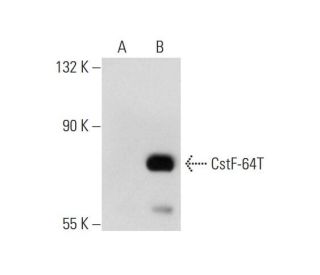 CstF-64 Antibody (B-3) - Western Blotting - Image 74328 