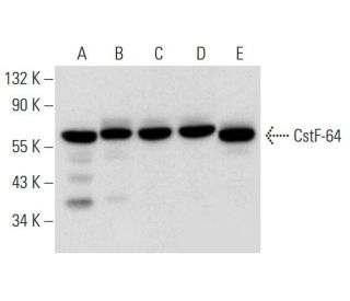 western blotting image from recommended CstF-64 (H-1) monoclonal antibody replacement. Image 309649