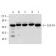 western blotting image from recommended CstF-64 (H-1) monoclonal antibody replacement. Image 309649