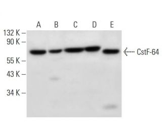 CstF-64 Antibody (E-9) - Western Blotting - Image 309618 