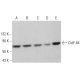 CstF-64 Antibody (E-9) - Western Blotting - Image 376515 