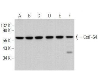 CstF-64 Antibody (H-1) - Western Blotting - Image 368377